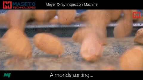 X-ray Machine Sorting Almonds (Maseto)